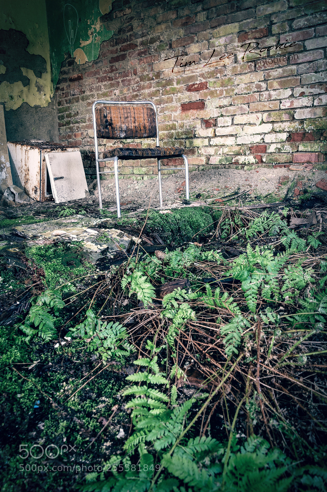 Nikon D7100 sample photo. Farn am boden photography