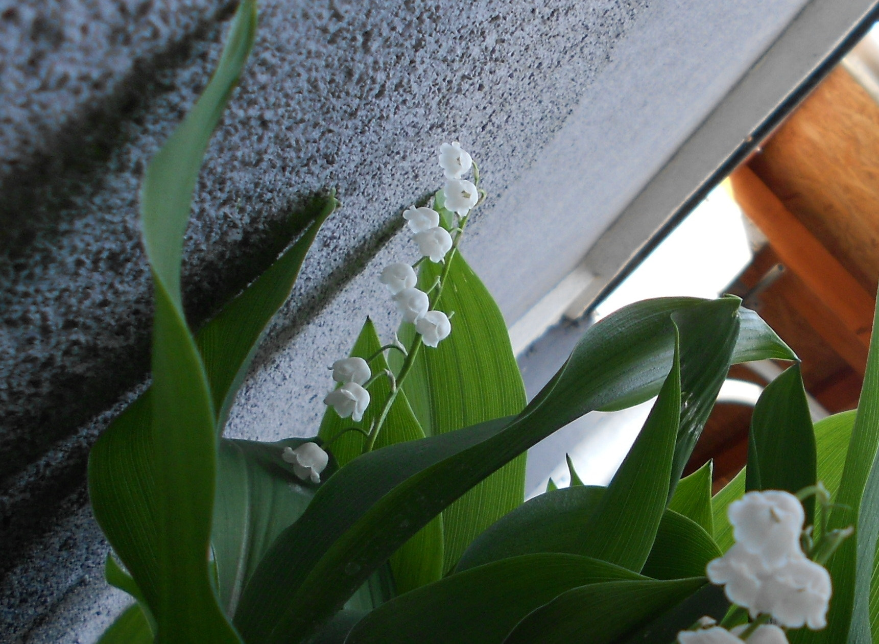 Nikon COOLPIX S2600 sample photo. Charming lily of the valley photography