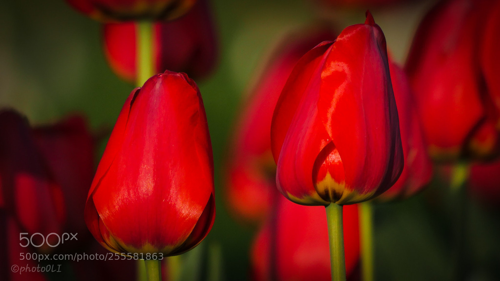 Panasonic Lumix DMC-GX8 sample photo. Tulips photography