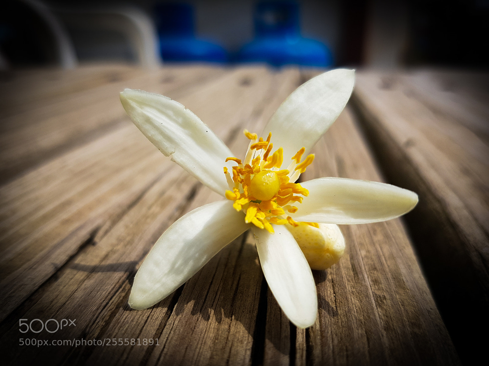 Samsung Galaxy S7 Edge sample photo. Lemonflower photography