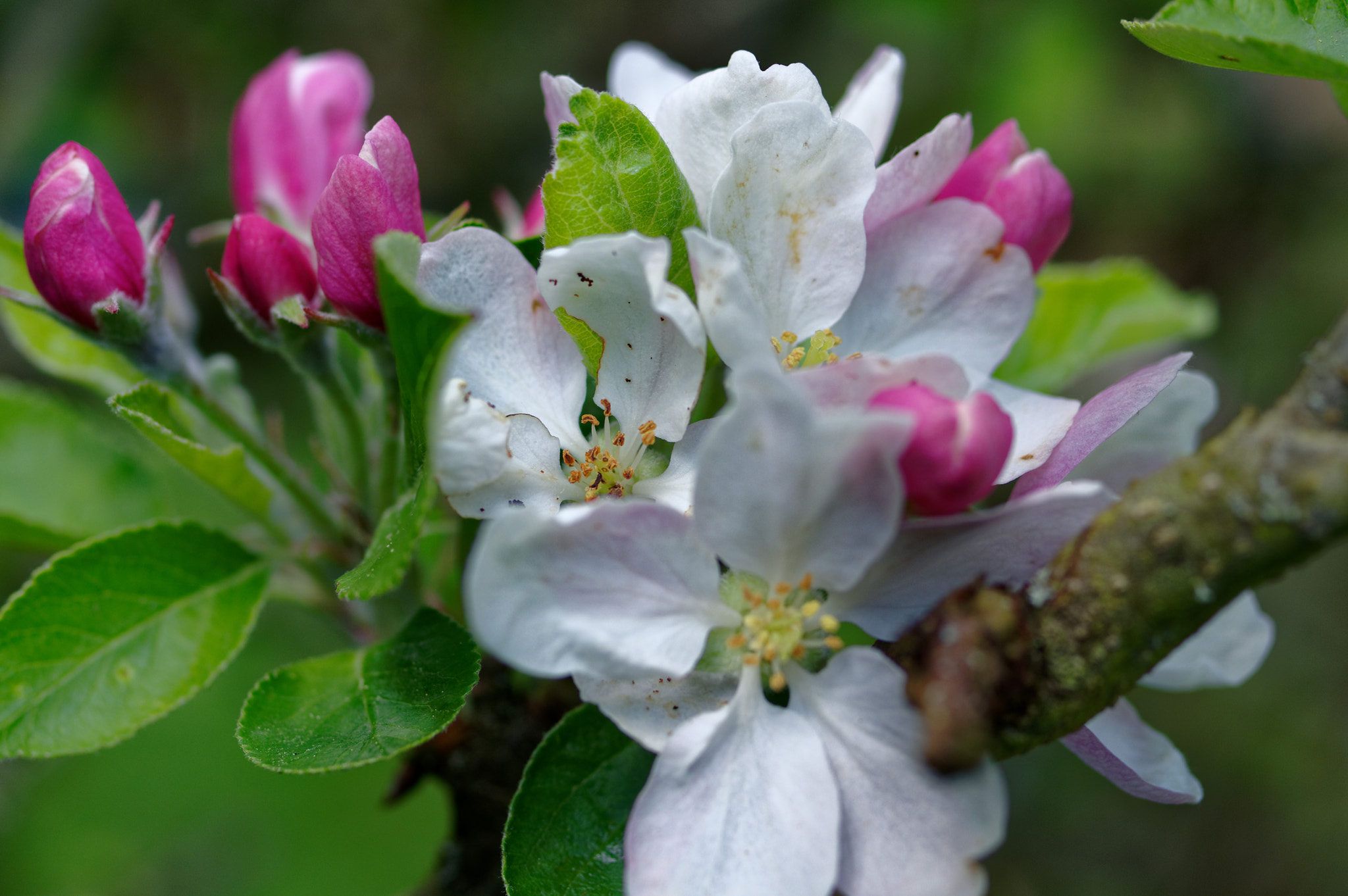 Pentax K-3 II + Pentax smc D-FA 50mm F2.8 Macro sample photo. Pentax 50mm macro. spring flowers. photography