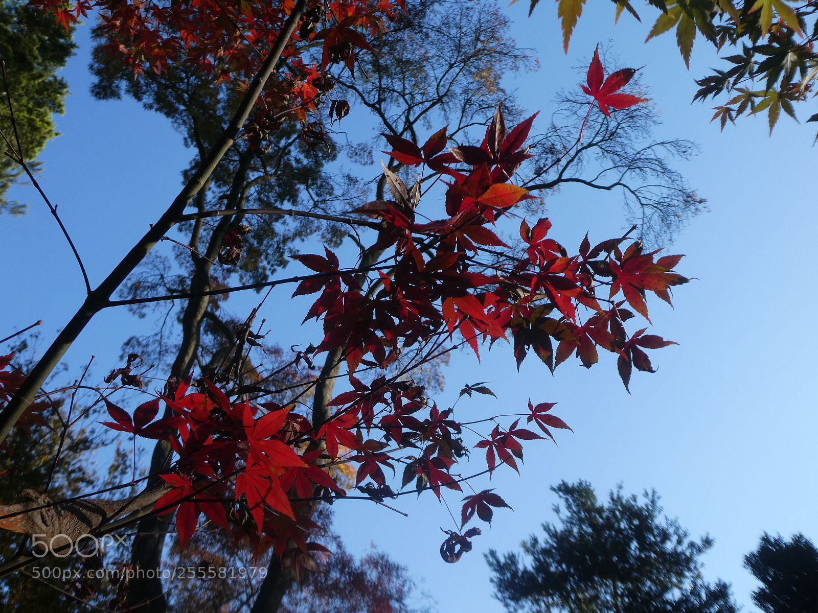 Panasonic Lumix DC-ZS70 (Lumix DC-TZ90) sample photo. Autumn is here photography