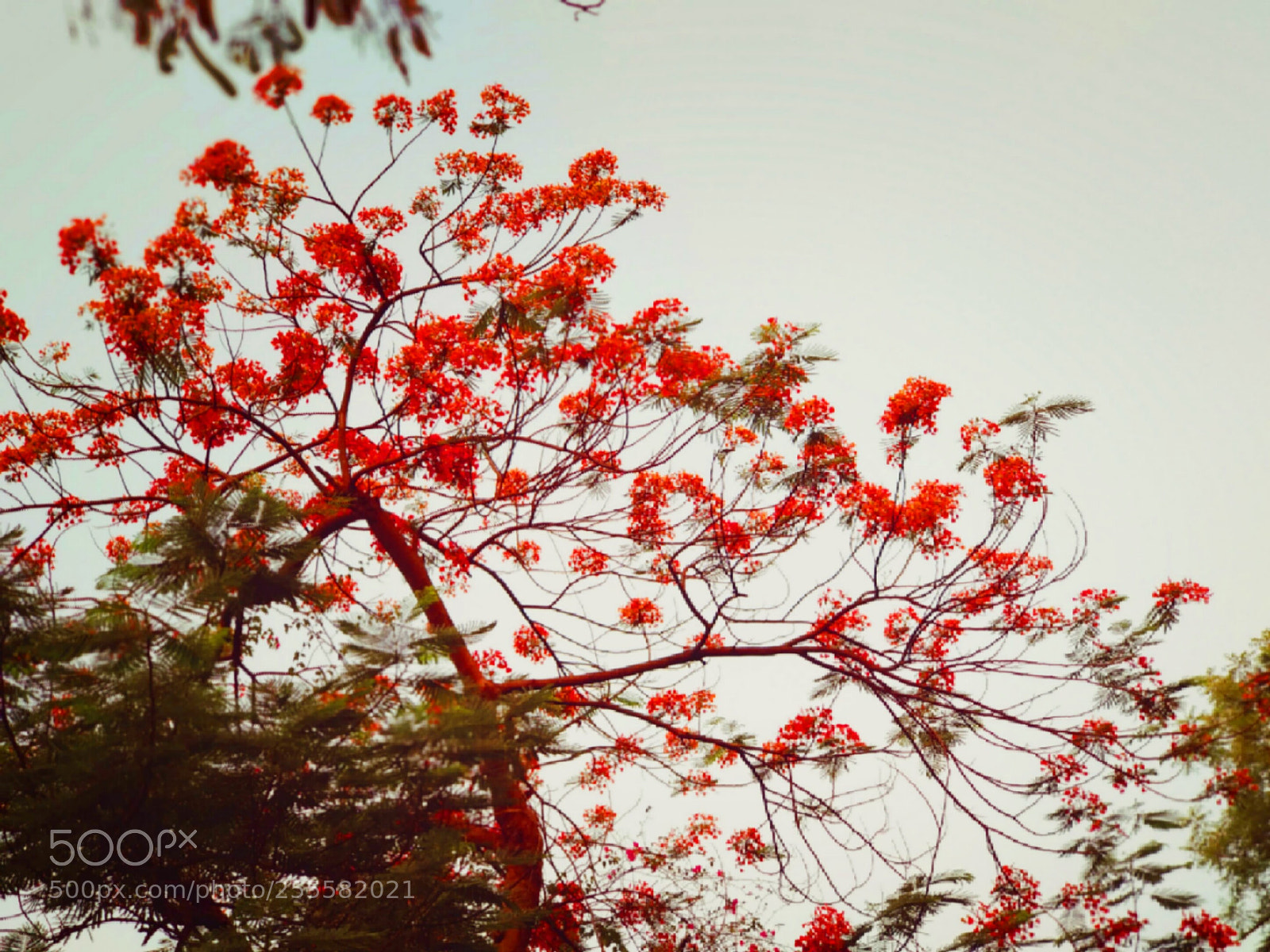 Xiaomi Mi A1 sample photo. Red flowers tree photography
