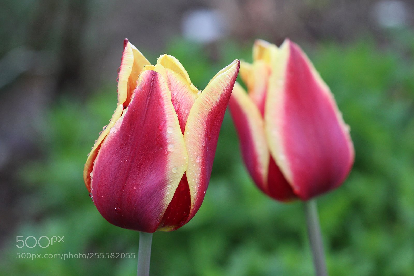 Canon EOS 700D (EOS Rebel T5i / EOS Kiss X7i) sample photo. Tulips photography