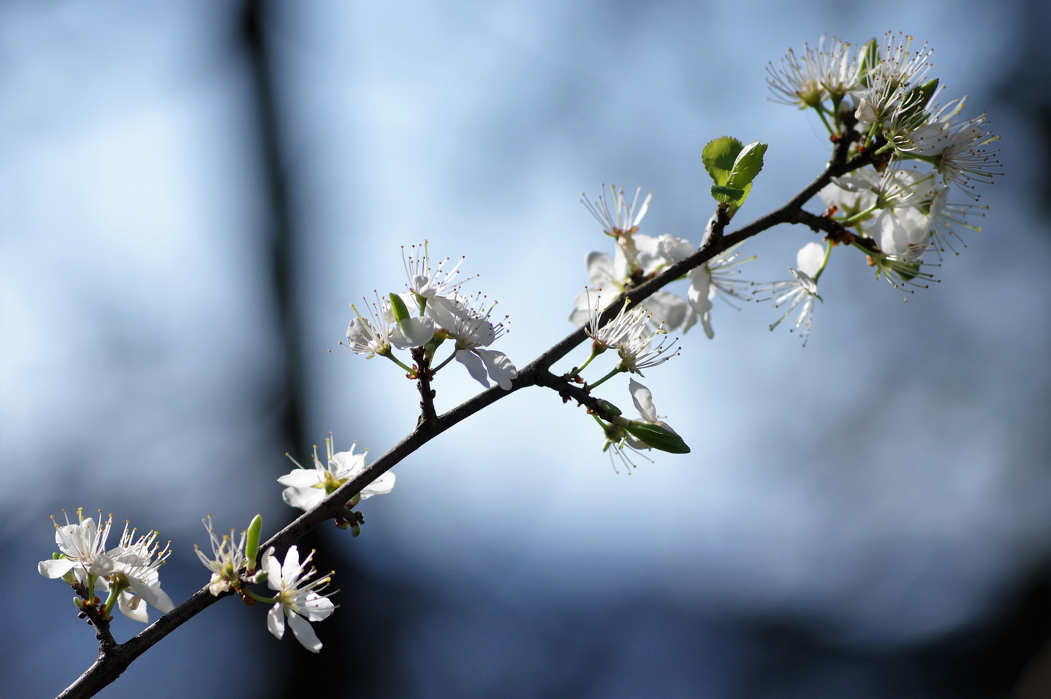 Pentax K-3 + Pentax smc D-FA 100mm F2.8 Macro WR sample photo