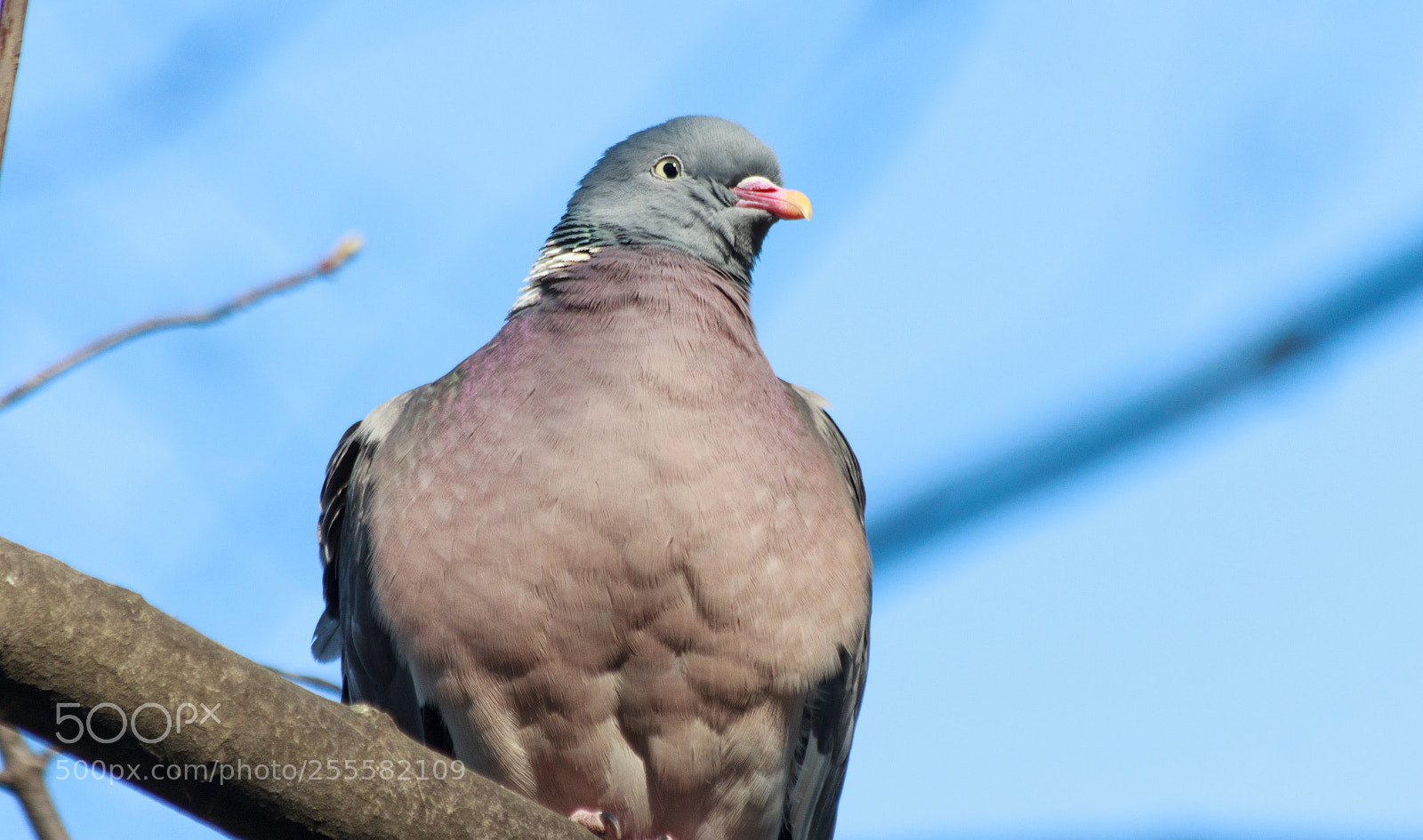 Canon EOS 600D (Rebel EOS T3i / EOS Kiss X5) sample photo. Columba palumbus photography