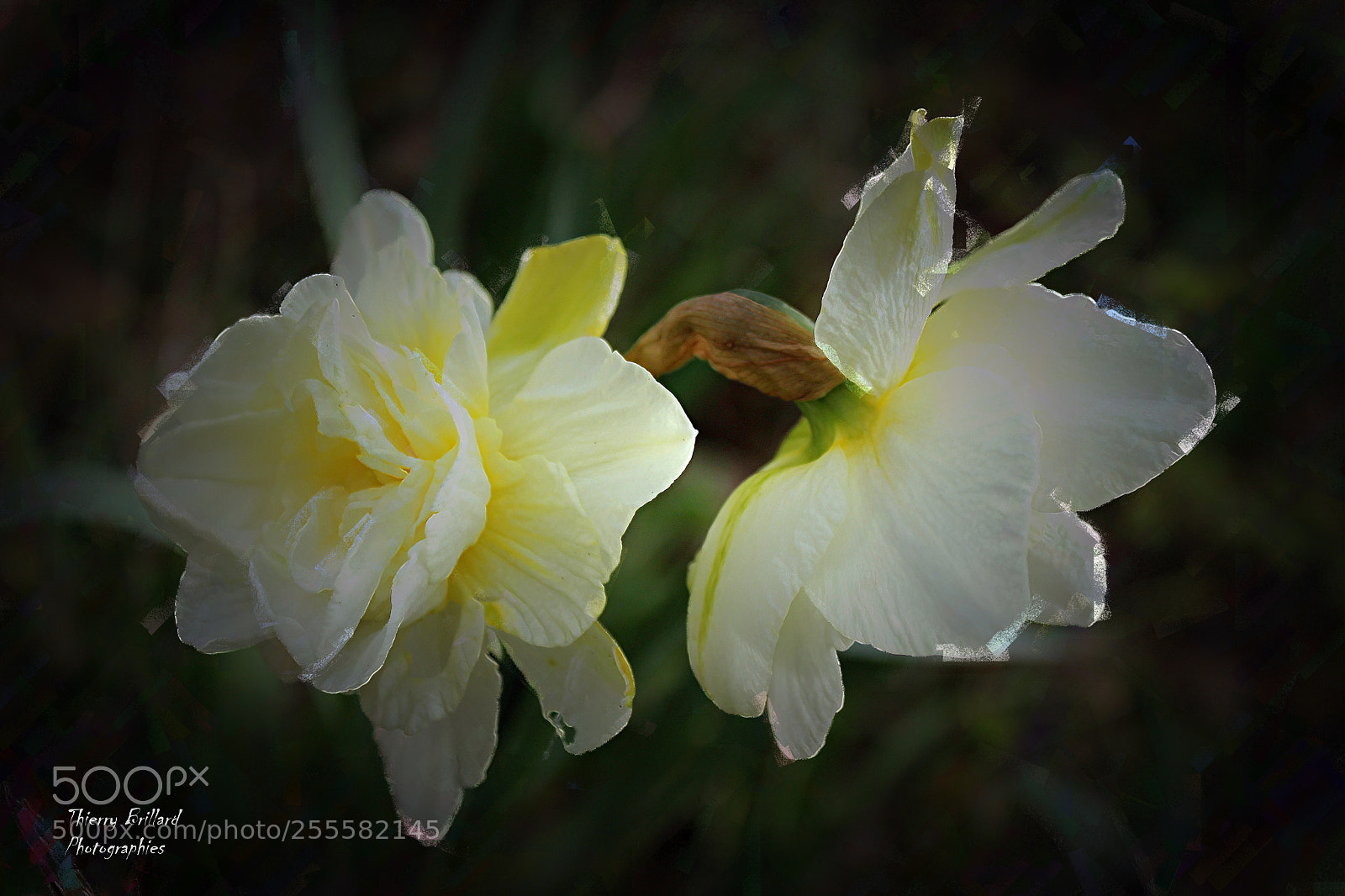 Canon EOS 600D (Rebel EOS T3i / EOS Kiss X5) sample photo. Duo de narcisses photography