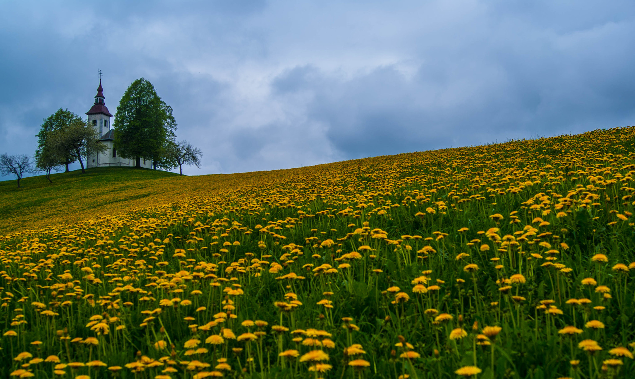 Sony Alpha DSLR-A330 sample photo. Yellow ... photography