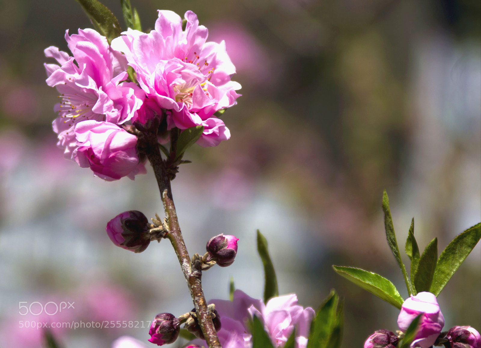 Pentax K-3 sample photo. Untitled photography