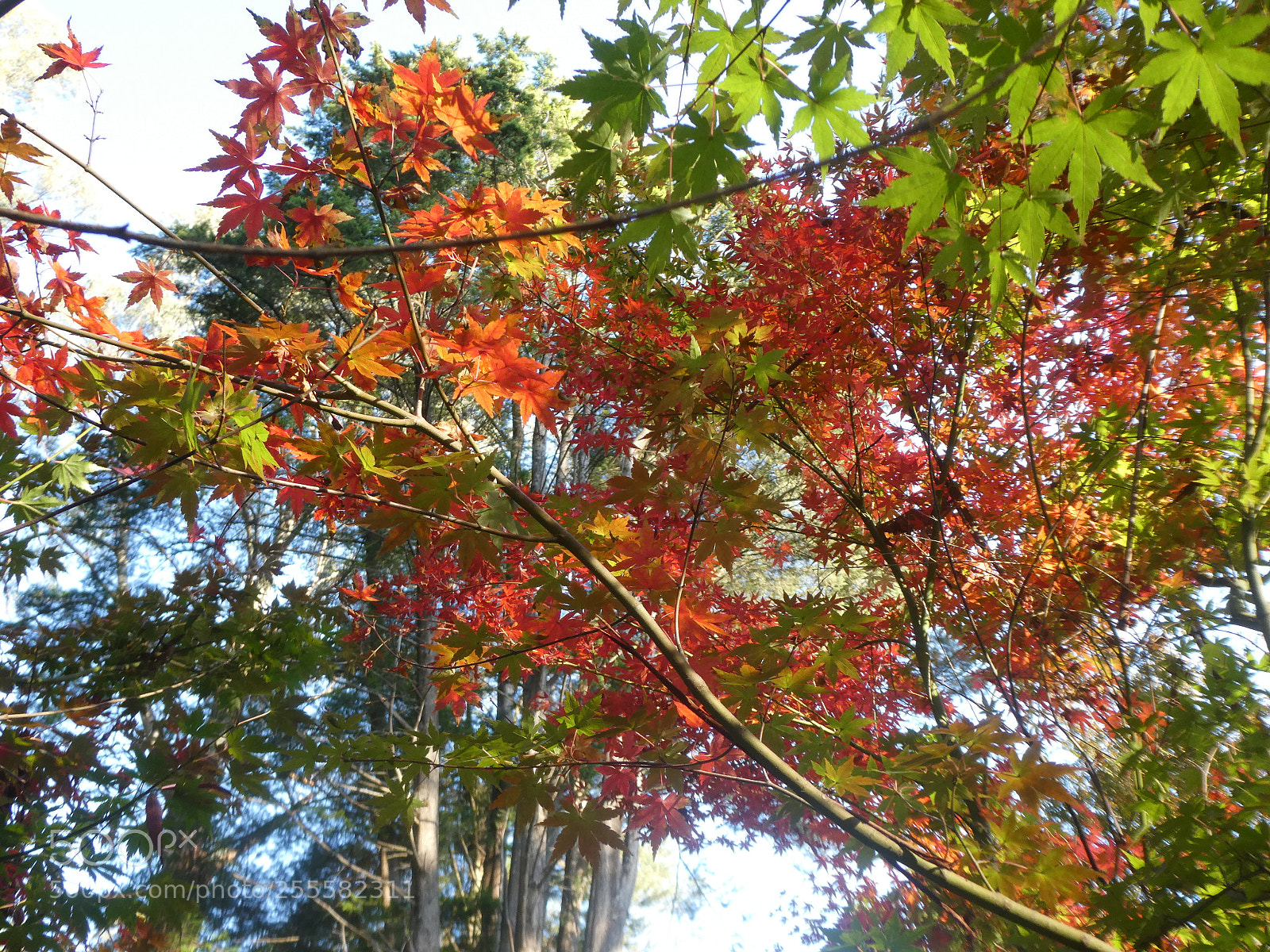 Panasonic Lumix DC-ZS70 (Lumix DC-TZ90) sample photo. Fall photography