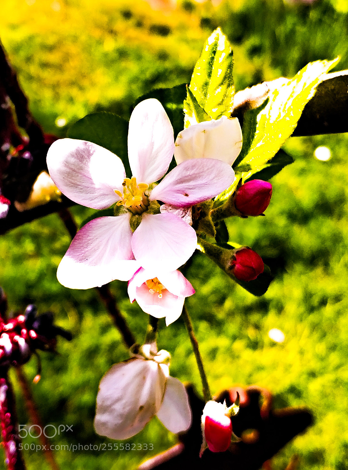 Xiaomi MI6 sample photo. Apple blossom photography