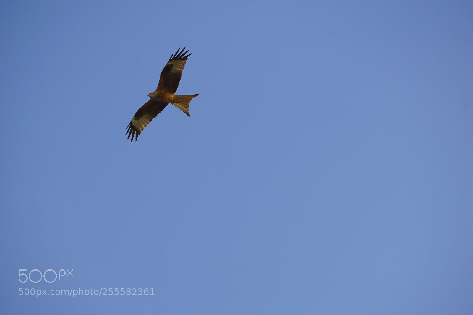 Sony a6000 sample photo. Red kite soaring photography