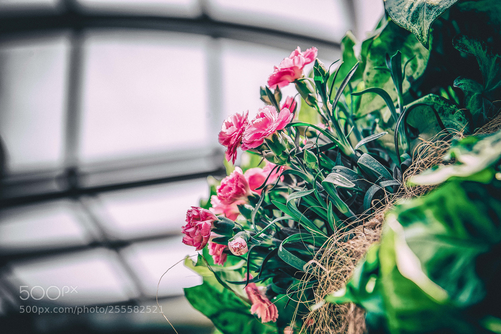 Nikon D800E sample photo. Carnation for sky photography