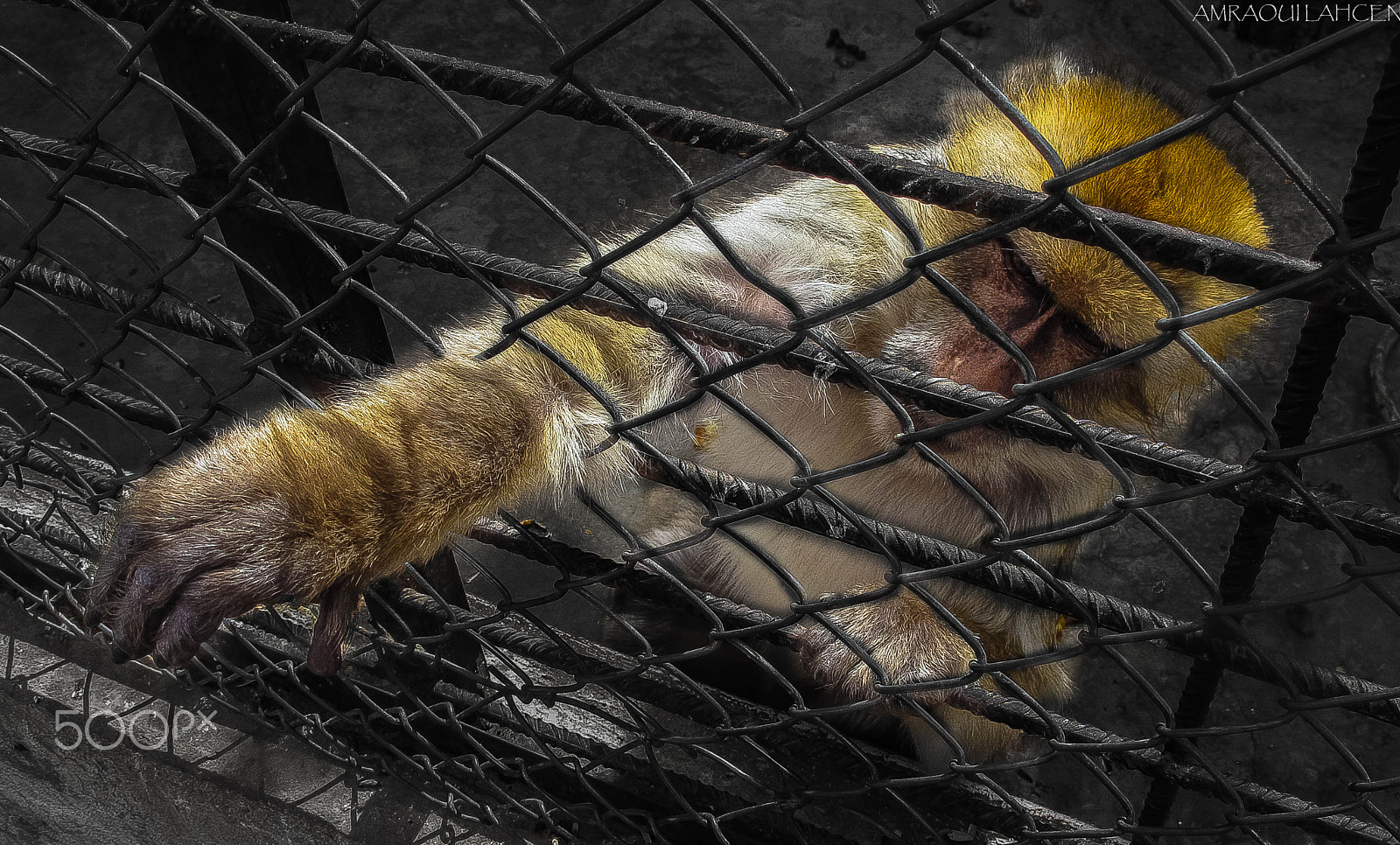 Canon PowerShot G10 sample photo. Monkey in a cage take 500px photography