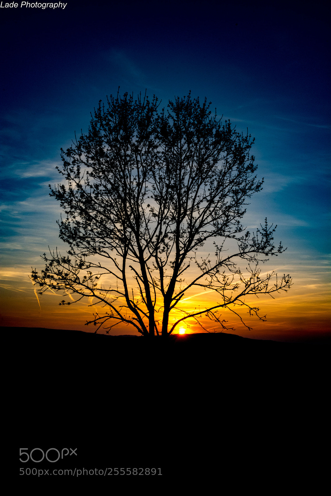 Nikon D7100 sample photo. Sunset tree photography