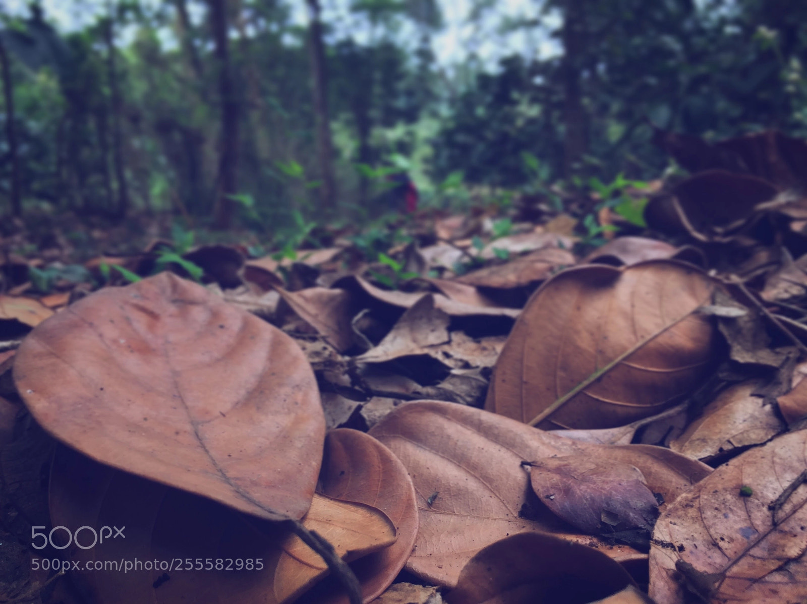 Apple iPhone 6 sample photo. Untitled photography