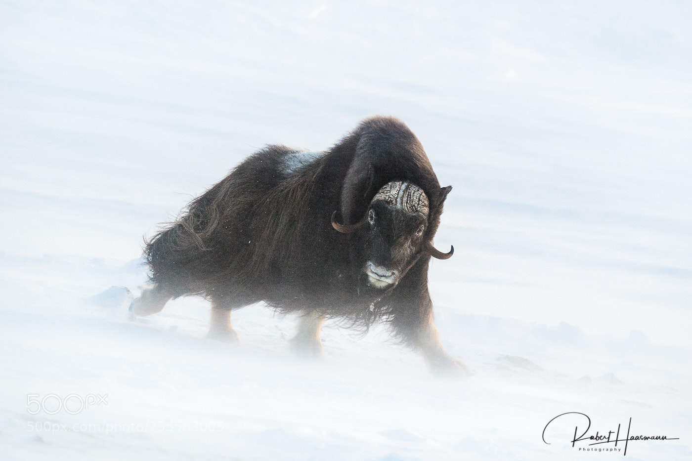Nikon D5 sample photo. Running musk ox photography