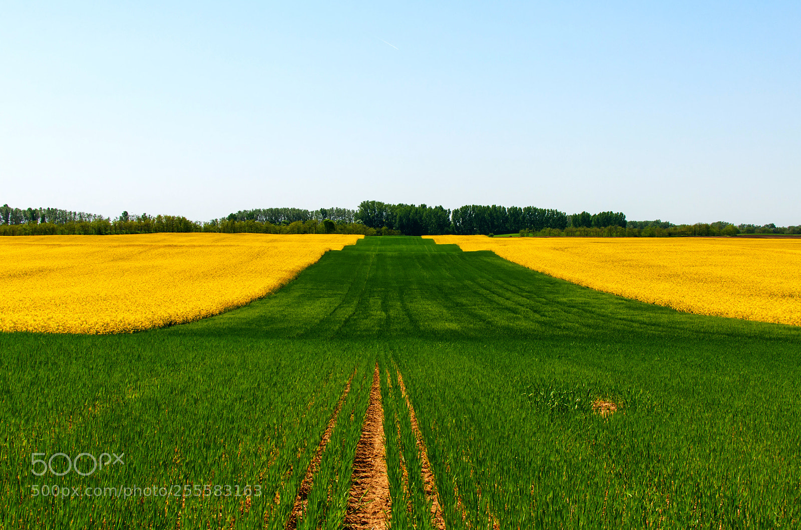 Nikon D90 sample photo. Green road photography
