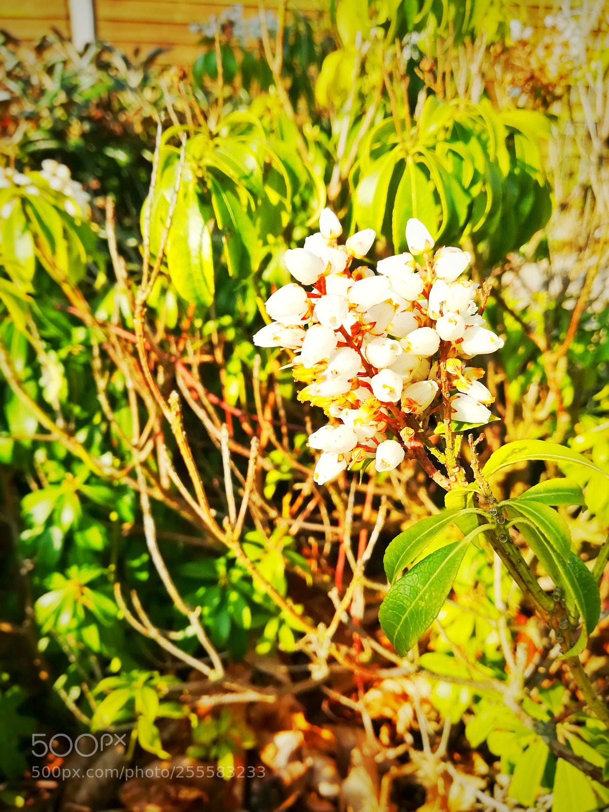 HUAWEI P10 lite sample photo. Untitled photography
