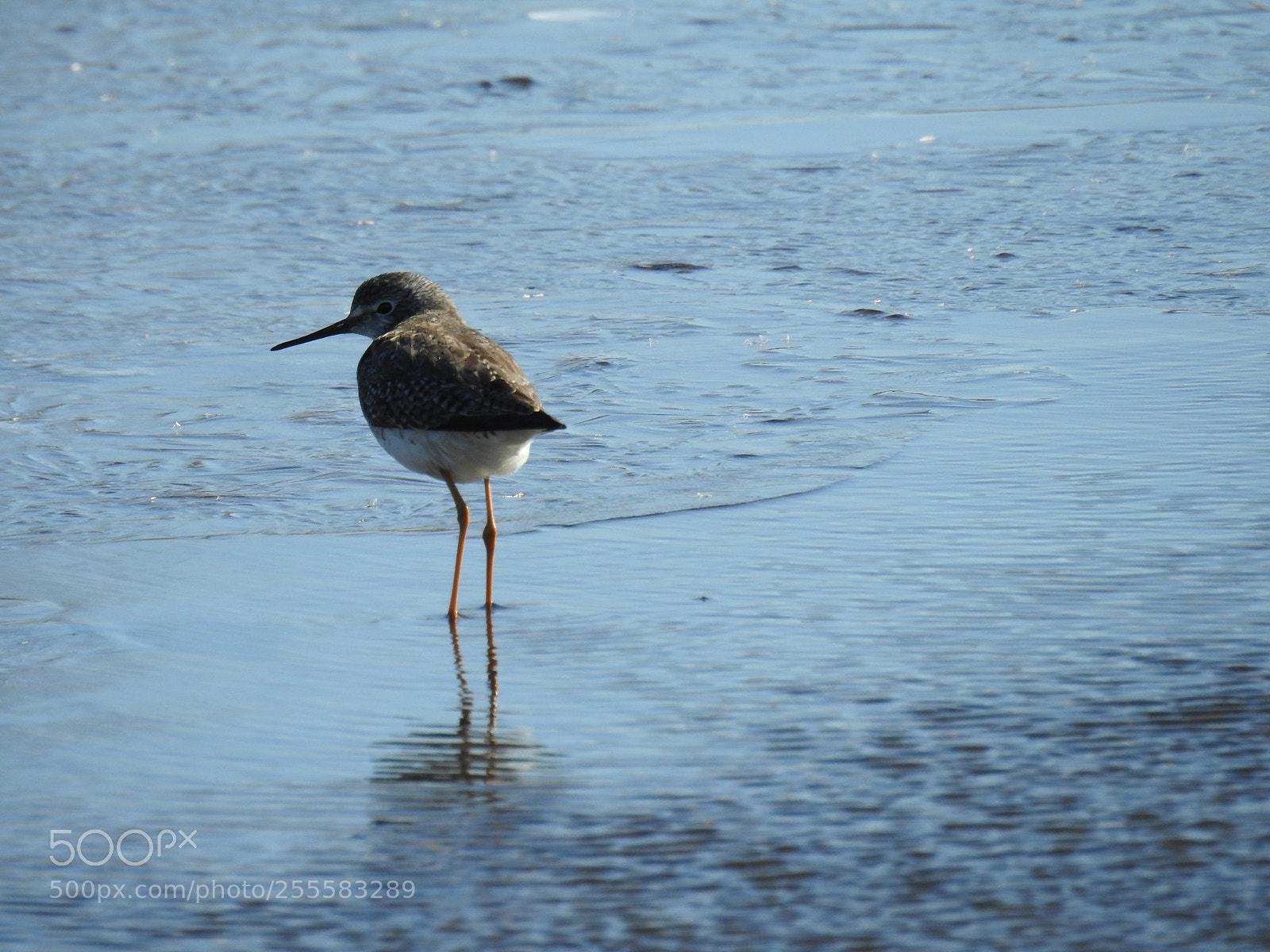 Nikon Coolpix P900 sample photo. Lessor yellow legs photography