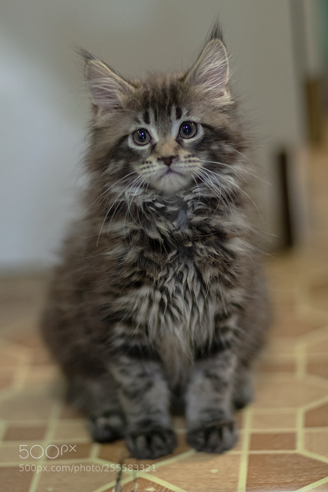 Canon EOS 5D Mark II sample photo. *** photography