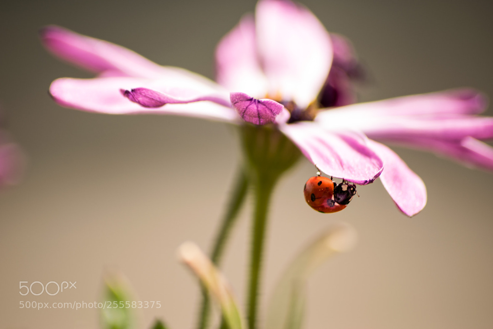 Nikon D3300 sample photo. A testa in giù photography