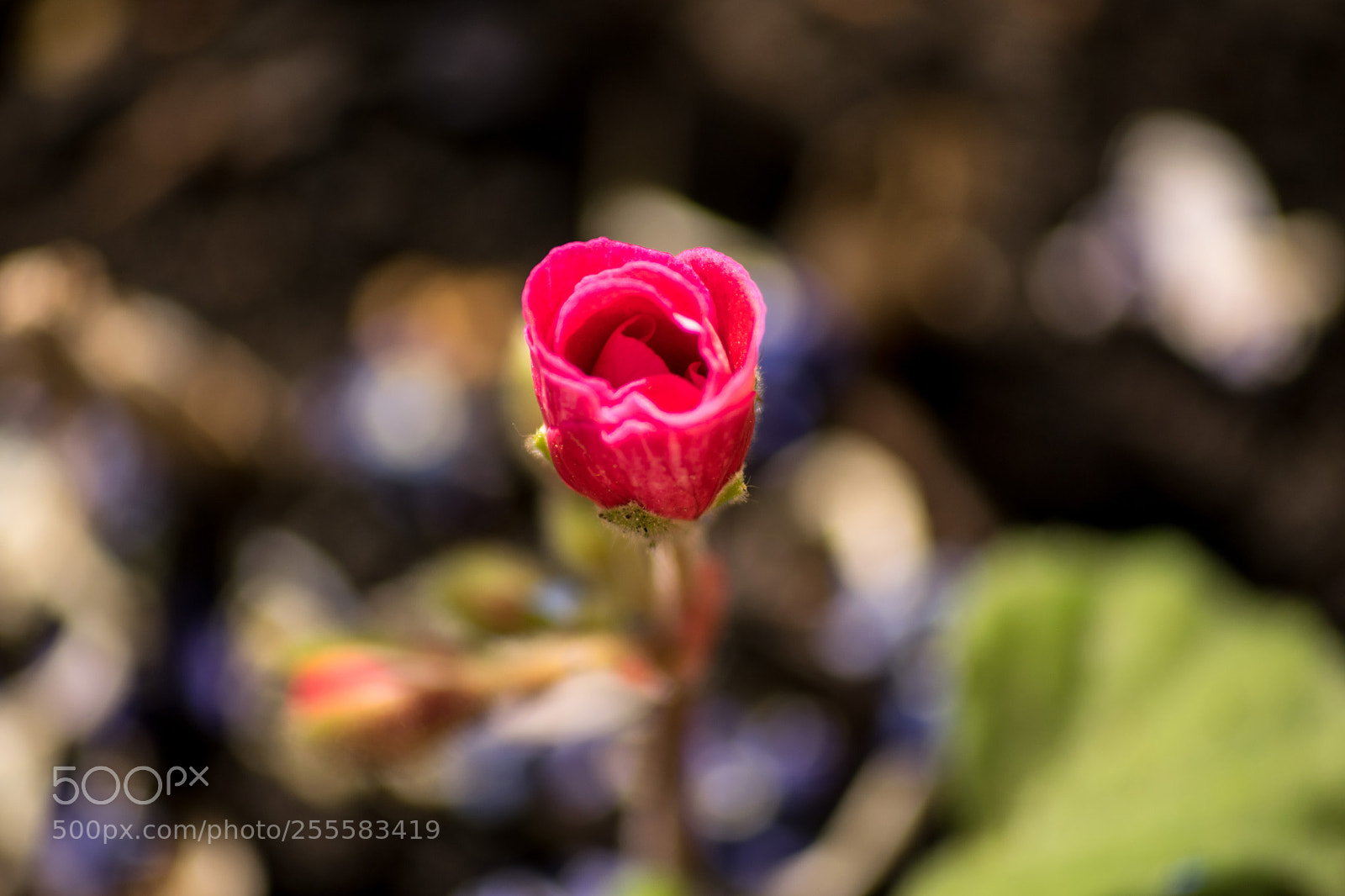 Nikon D3300 sample photo. Little flower photography