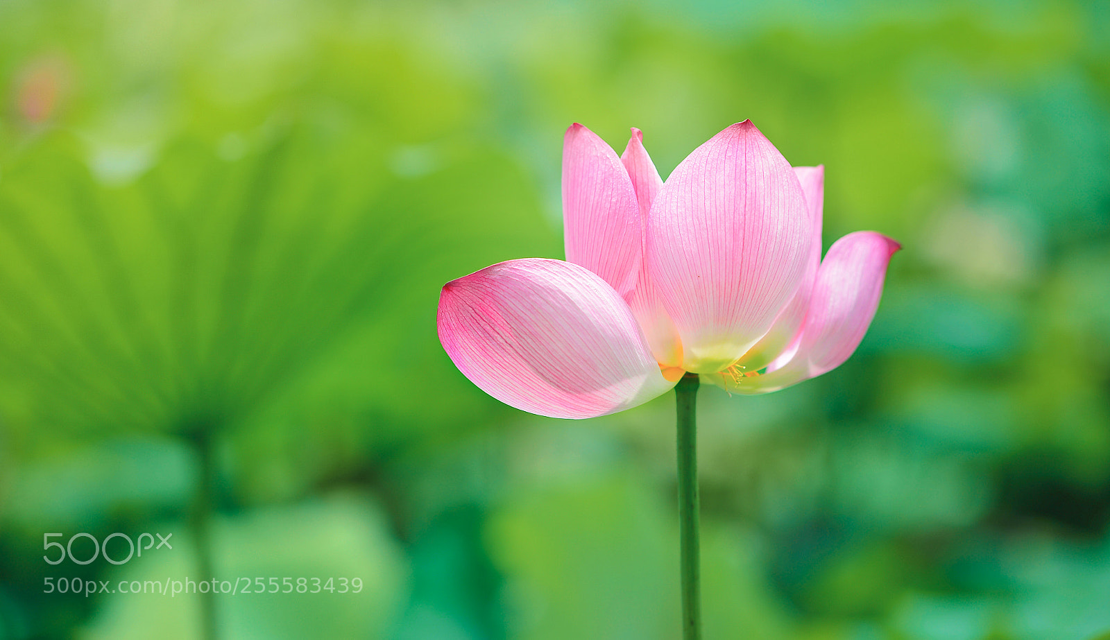 Nikon Df sample photo. 荷花 photography