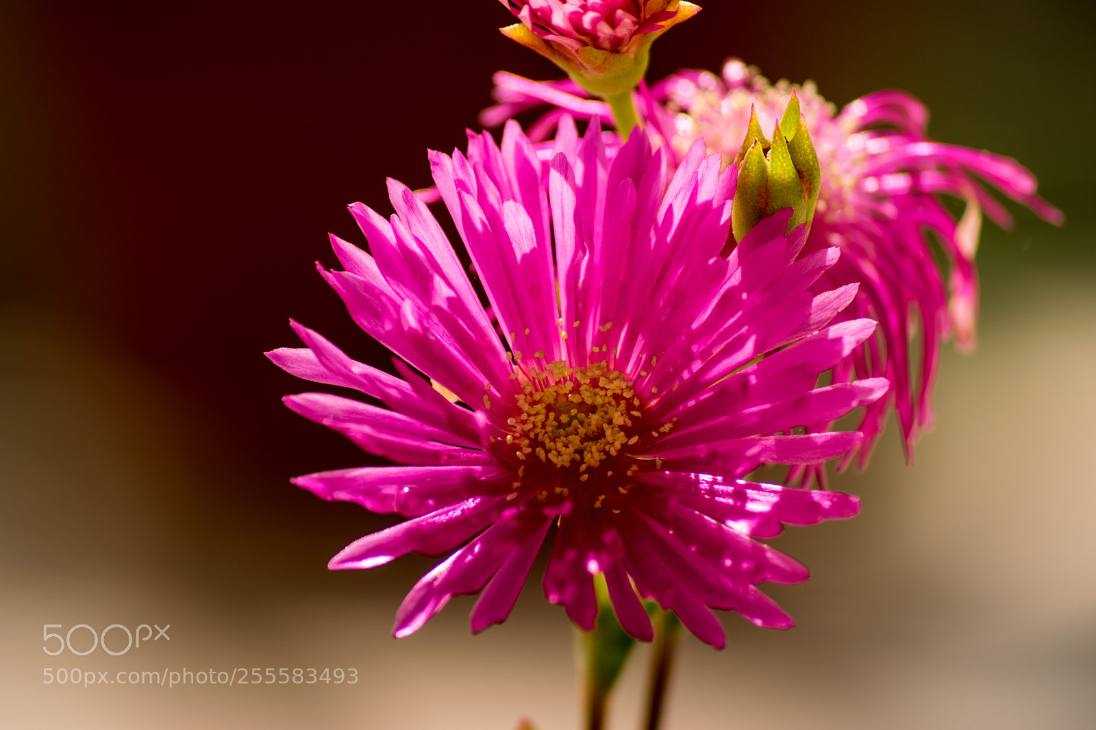 Nikon D3300 sample photo. Carpobrotus photography