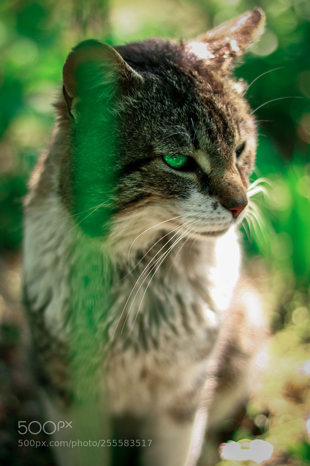 Canon EOS 750D (EOS Rebel T6i / EOS Kiss X8i) sample photo. Garfield photography