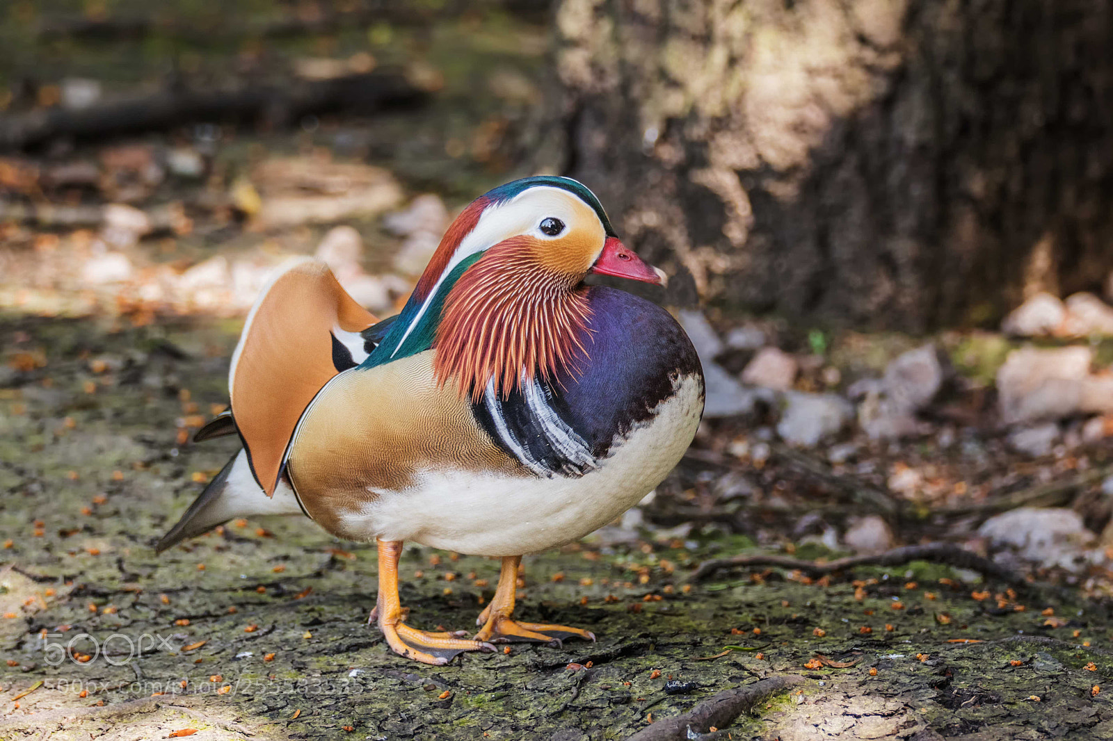 Nikon D500 sample photo. Manderin duck (not captive) photography