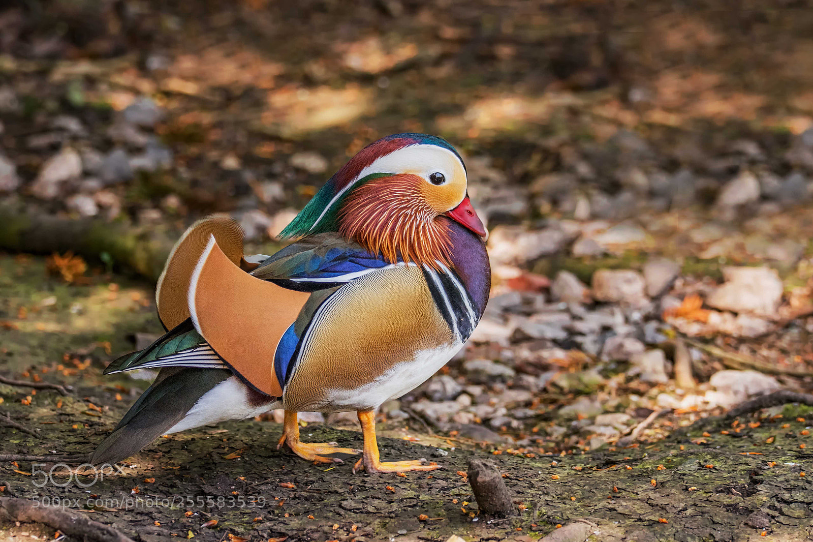 Nikon D500 sample photo. Does my bum look photography