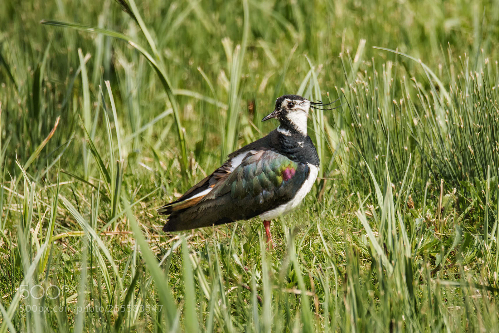 Nikon D500 sample photo. Lapwing photography