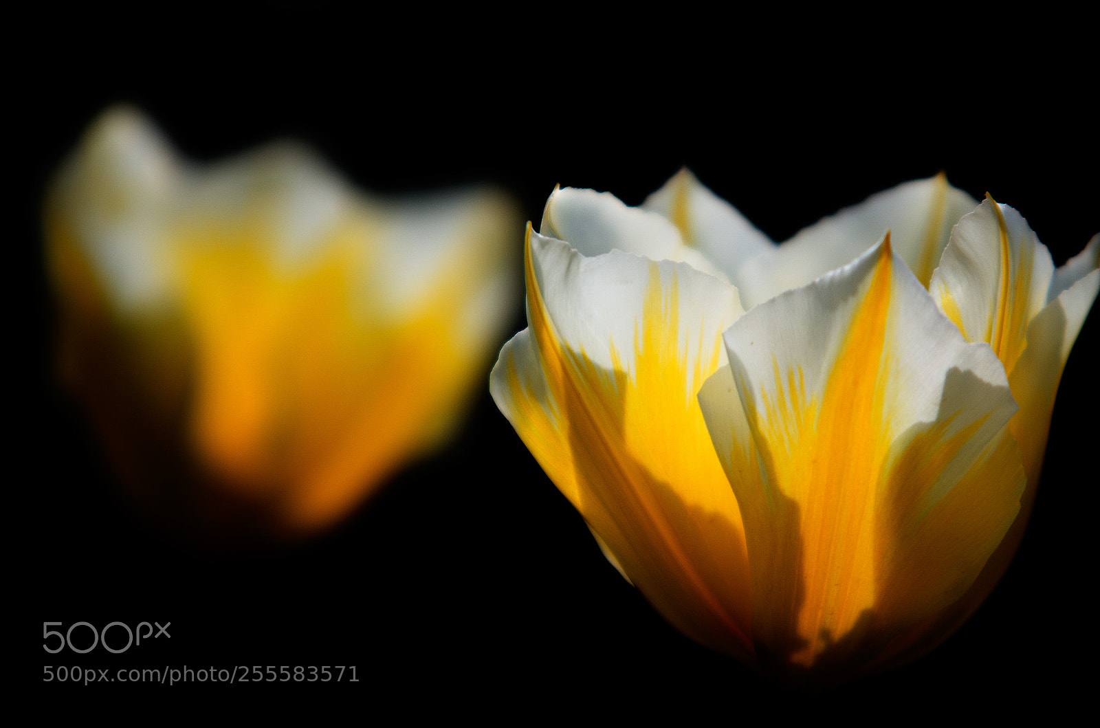 Pentax K-5 II sample photo. Tulips photography