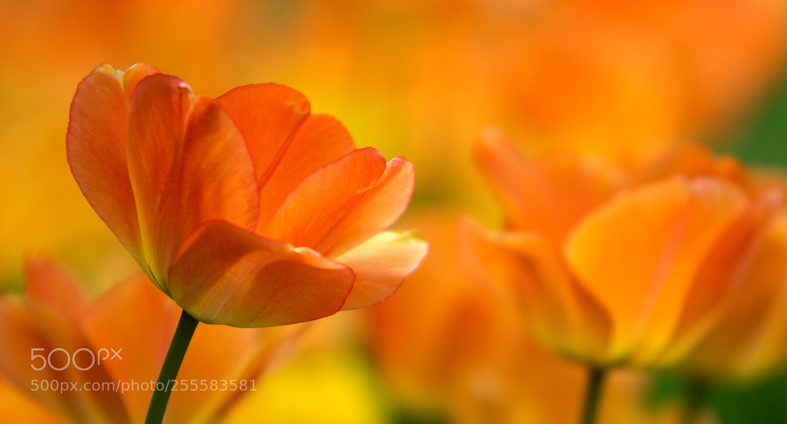 Pentax K-5 II sample photo. Tulips photography