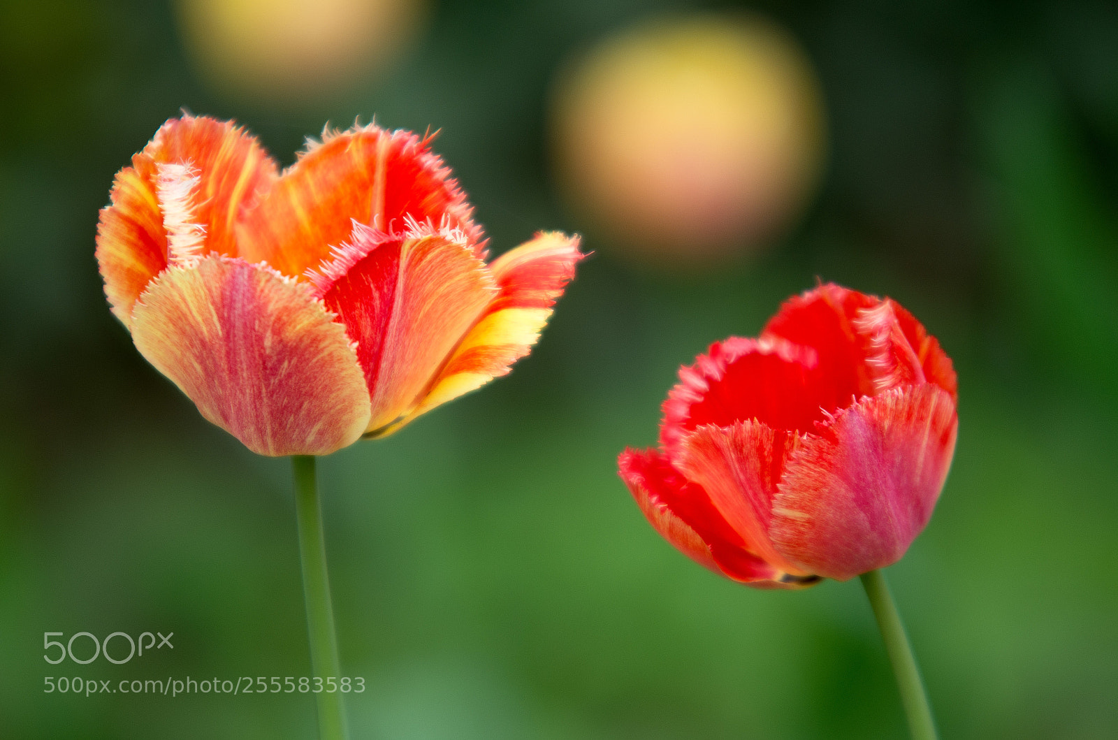Pentax K-5 II sample photo. Tulips photography
