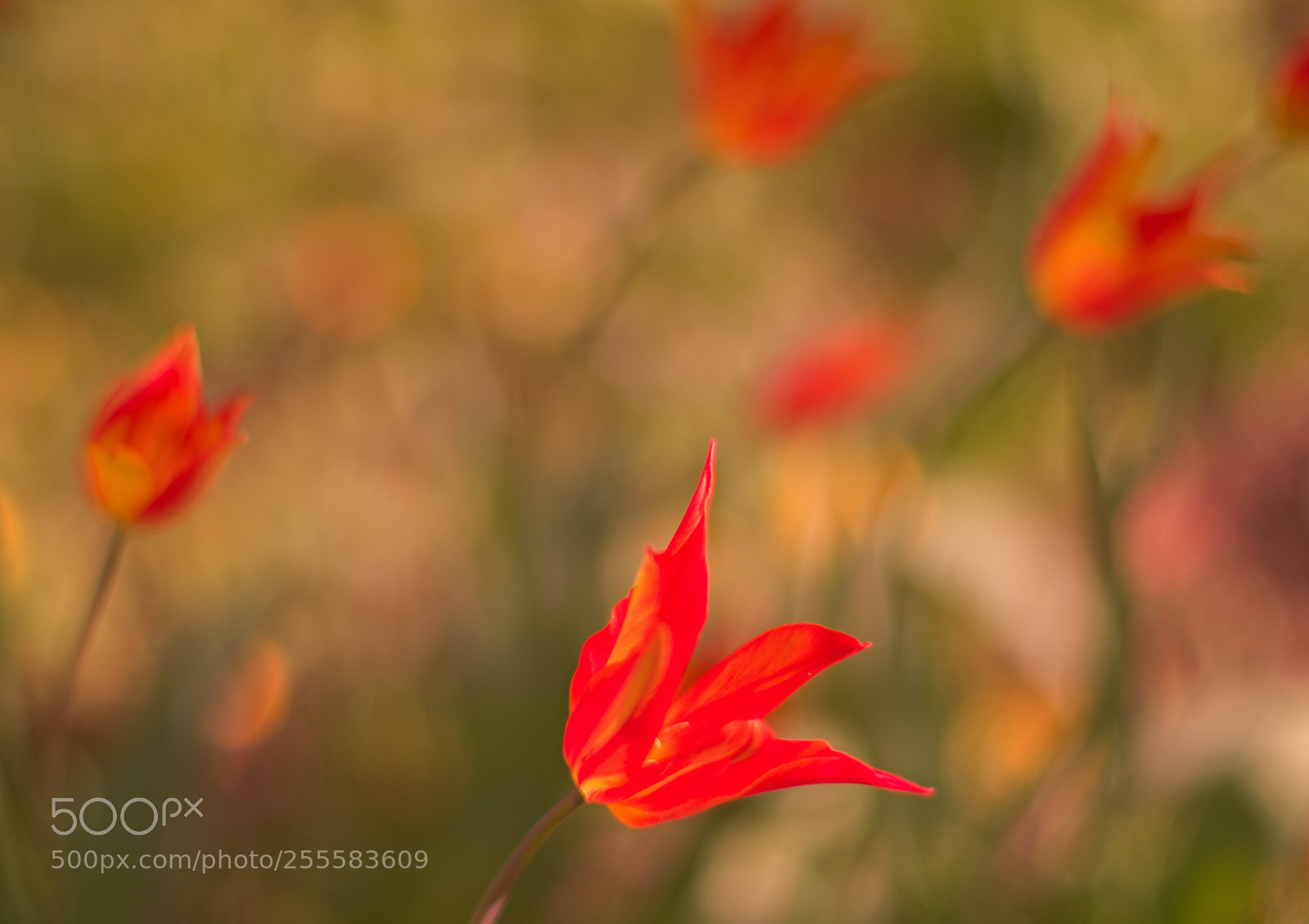 Pentax K-70 sample photo. Tulips photography