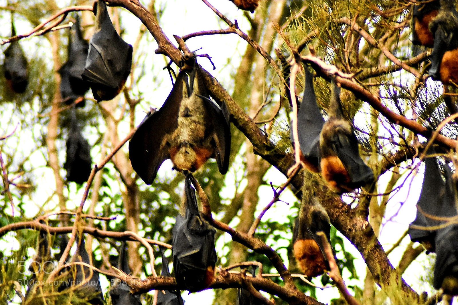 Nikon D3400 sample photo. Bats! photography