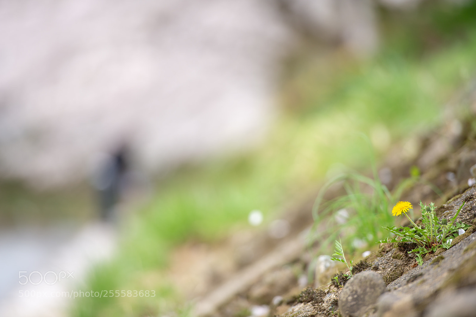 Nikon D600 sample photo. Dandelion photography
