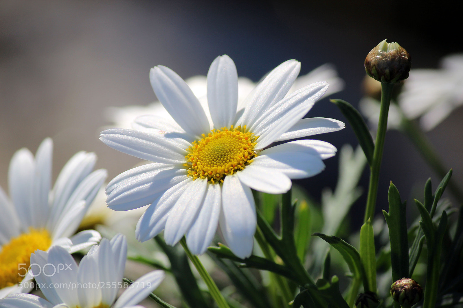 Canon EOS 600D (Rebel EOS T3i / EOS Kiss X5) sample photo. Blooming life photography