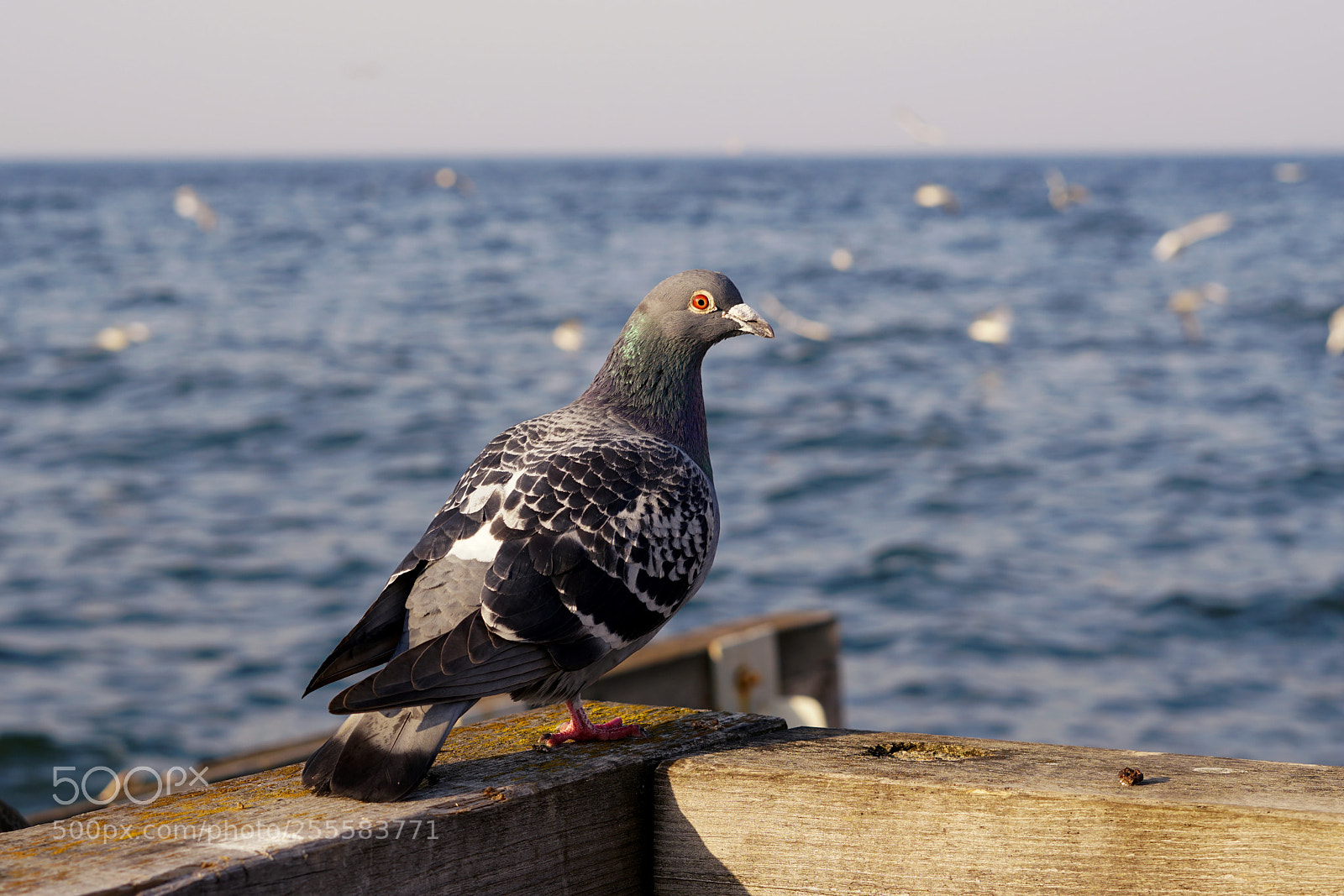 Sony a6300 sample photo. > photography