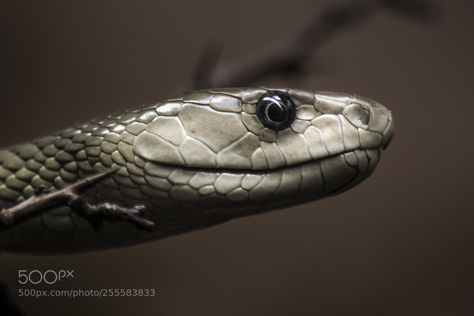 Nikon D3100 sample photo. Mamba (dendroaspis polylepis) photography