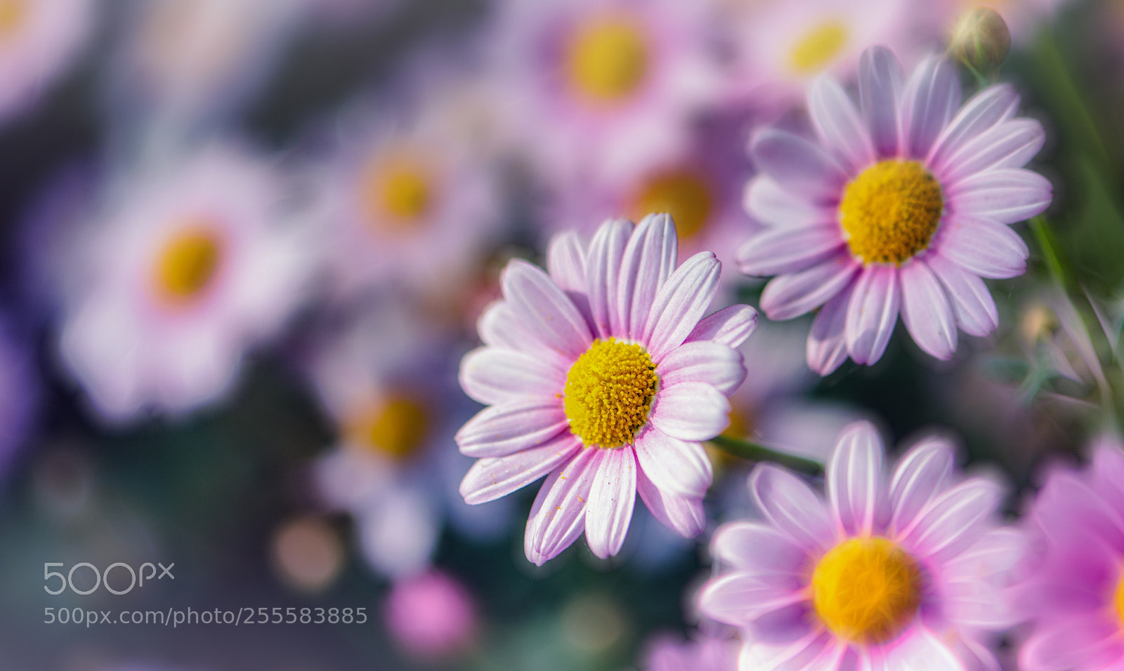 Nikon D850 sample photo. One.. photography