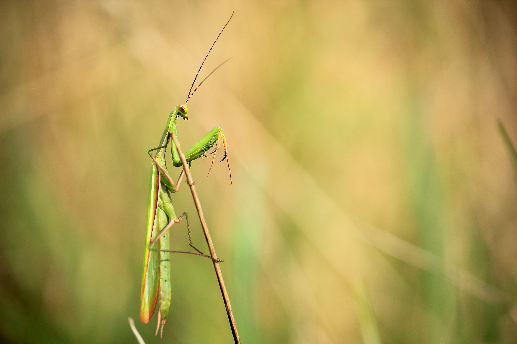 Canon EF-S 55-250mm F4-5.6 IS sample photo. Praying mantis photography