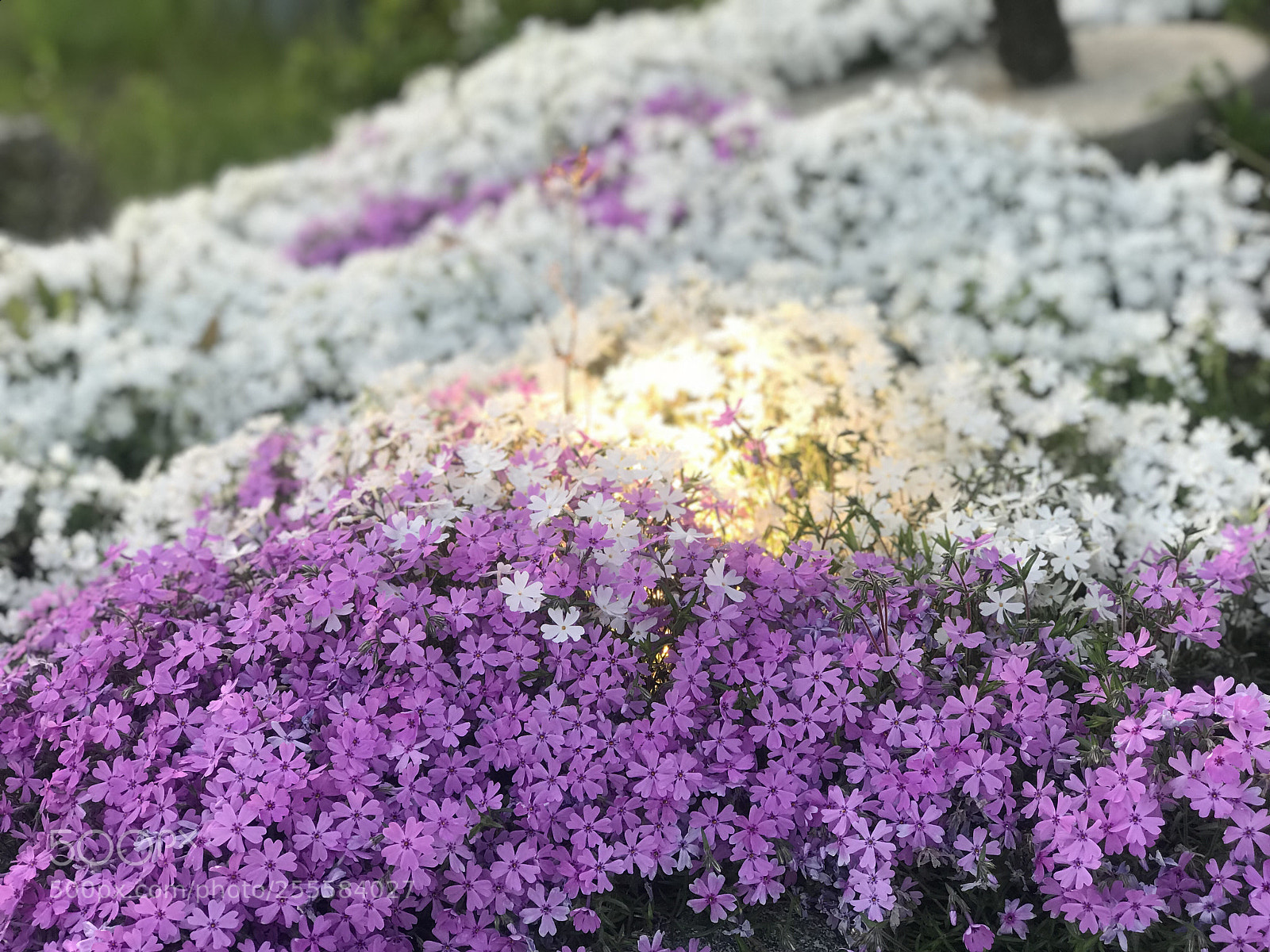Apple iPhone 7 Plus sample photo. Untitled photography