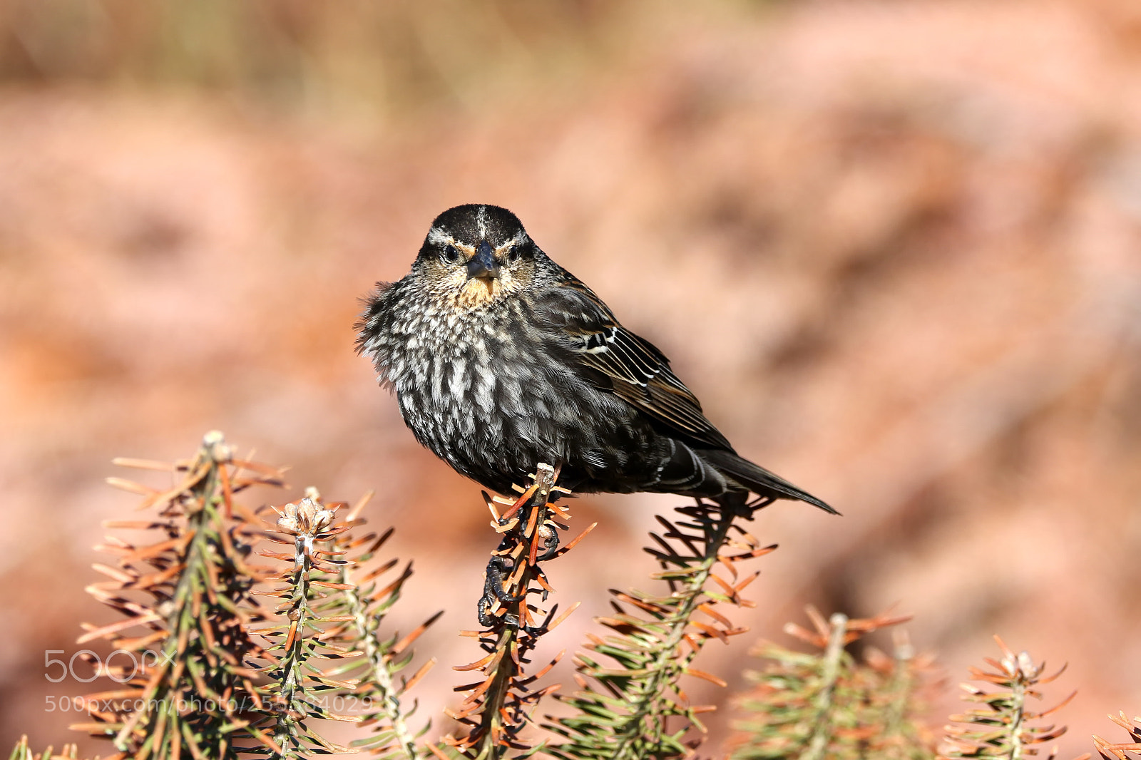 Canon EOS 7D Mark II sample photo. Female red-winged blackbird photography