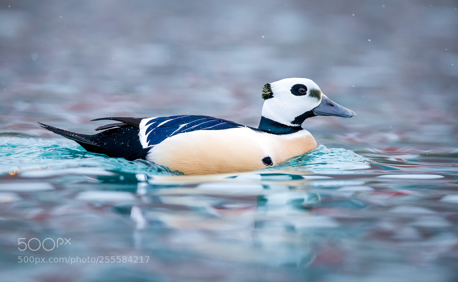 Canon EOS 6D sample photo. Steller's eider photography