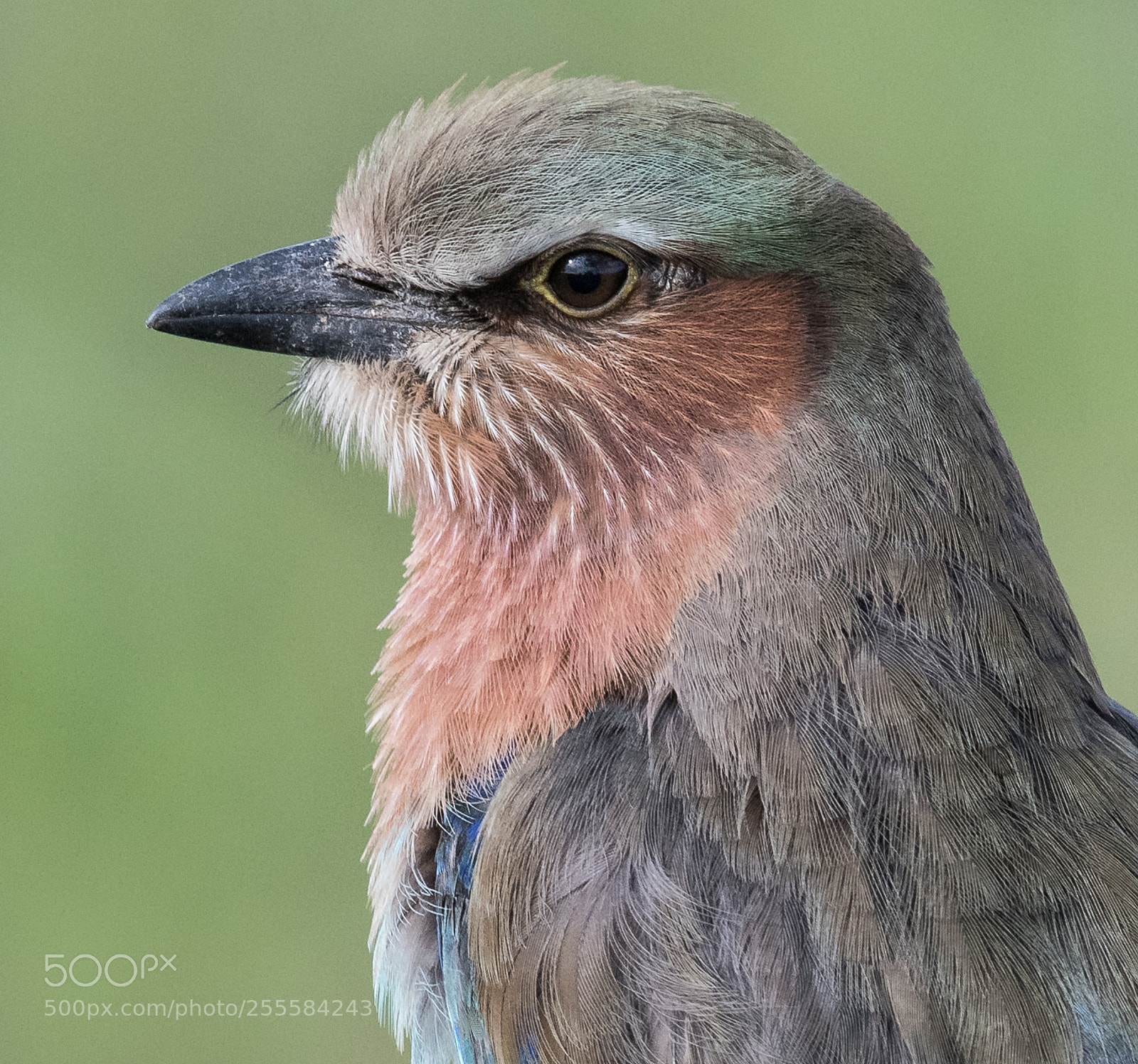 Nikon D850 sample photo. Lilac-breasted roller photography
