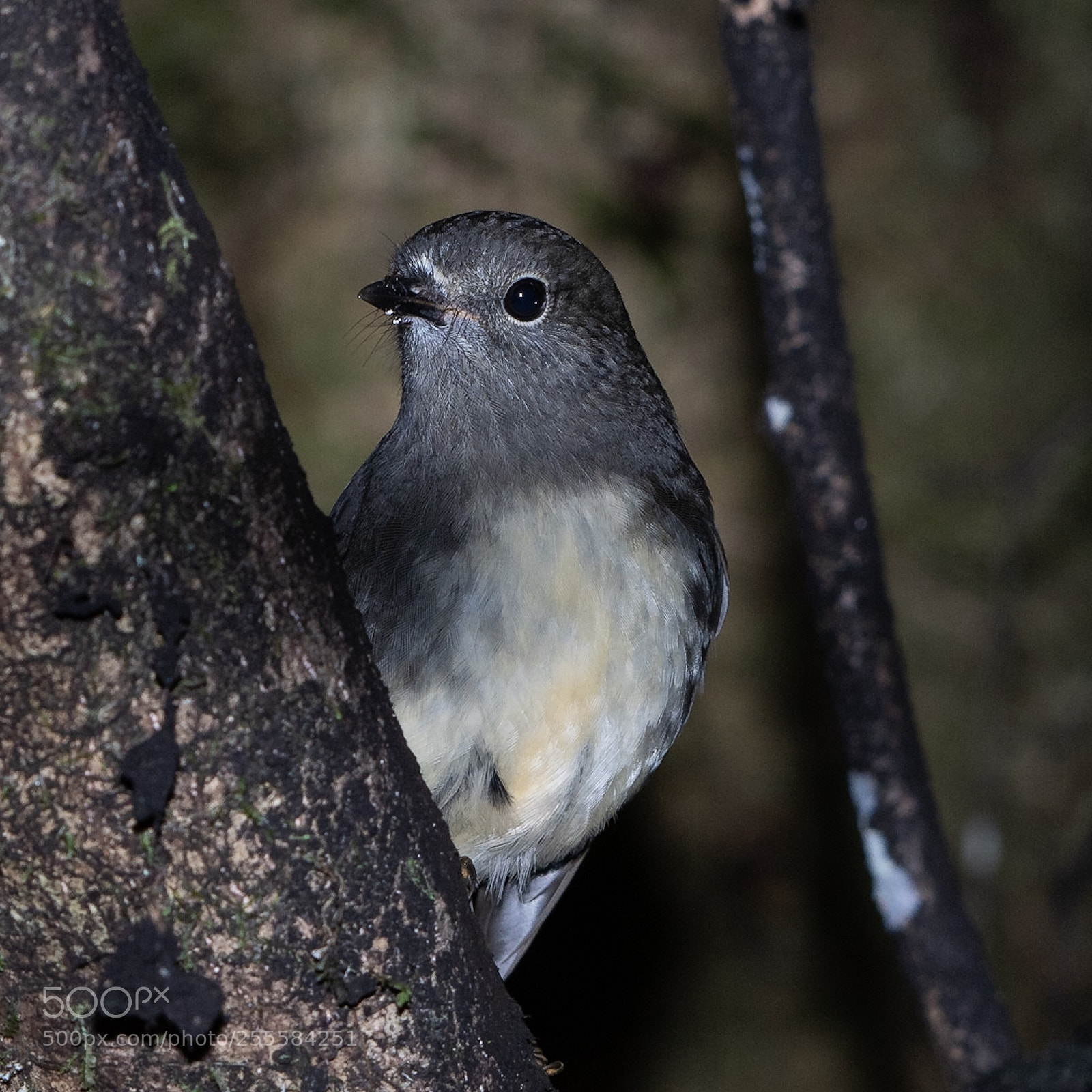 Nikon D500 sample photo. Si robin toutouwai adult photography