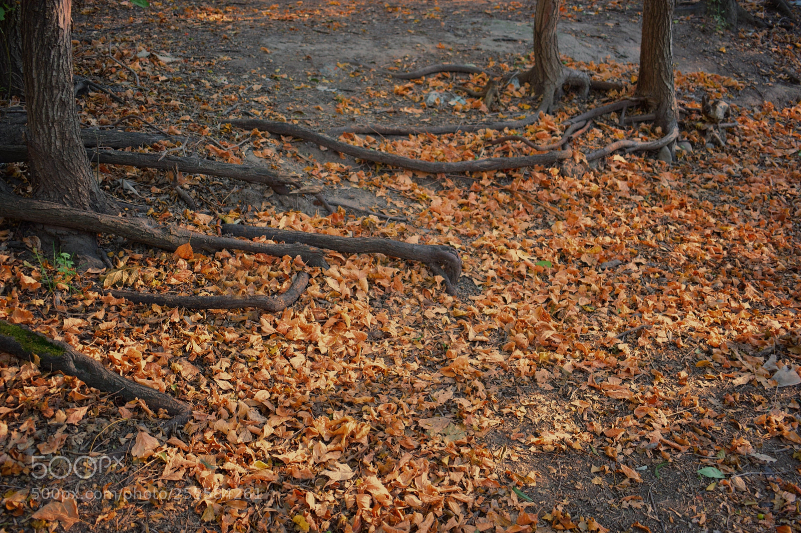 Nikon D3300 sample photo. Otoño photography
